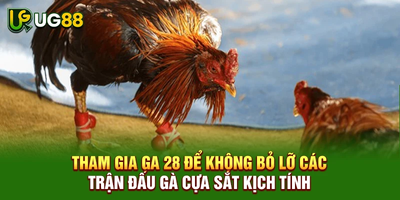 Tham gia GA 28 để không bỏ lỡ các trận đấu gà cựa sắt kịch tính