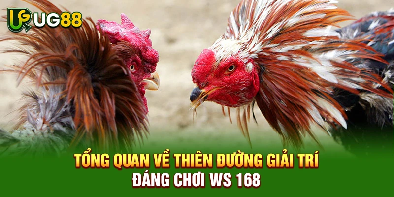 Tổng quan về thiên đường giải trí đáng chơi WS 168