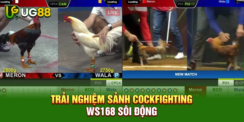 Trải nghiệm sảnh cockfighting WS168 sôi động